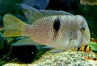 Fish for sale