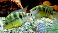 Fish for sale