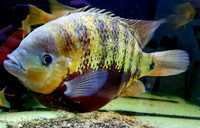 Fish for sale