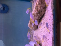 Pseudotropheus Acei yellow fin juveniles