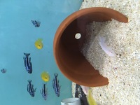Pseudotropheus Acei yellow fin juveniles