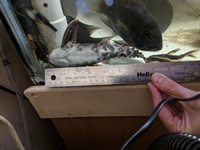 Lots of Rare Fish for sale. M/F Pairs Available