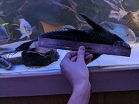 Lots of Rare Fish for sale. M/F Pairs Available