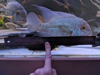 Lots of Rare Fish for sale. M/F Pairs Available