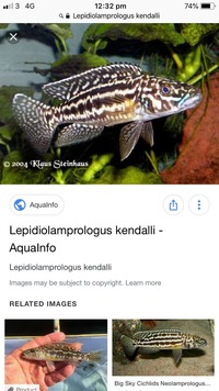 WANTED Lepidiolamprologus kendalli/nkambae