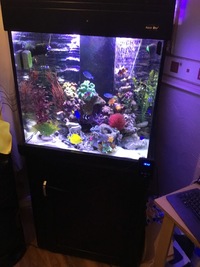 marine fish tank 3 live coral and plastic sale has one all fish £750 ono
