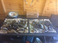 4FT- 3D Background sinks NO Silicone Required fits juwel rio 240 perfect.also Ocean Free Hydra 50 Internal Filter and Depurator And Fluval U2 Filter