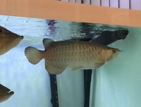 PREDATOR FISH (SHUTDOWN)