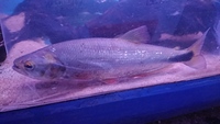 XL Red Tail Brycon for Sale