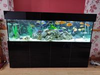 Large Aquarium 7 Foot, £1200 including fish