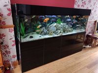 Large Aquarium 7 Foot, £1200 including fish
