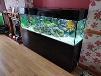 Large Aquarium 7 Foot, £1200 including fish