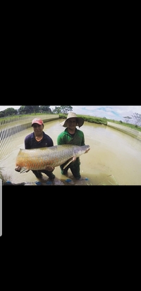 ARAPAIMA GIGAS