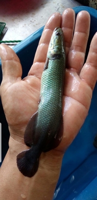 ARAPAIMA GIGAS