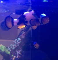 Breeding clownfish