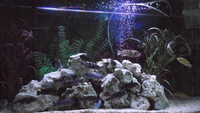 Rena tank for sale £150
