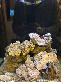 Reduced for sale before 07/04/19 - 40KG of Live Rock