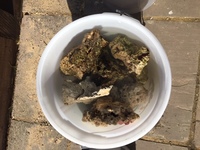 Reduced for sale before 07/04/19 - 40KG of Live Rock