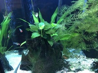 AQUA ONE TANK WITH STAND