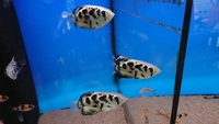 True Freshwater Clouded Archer Fish for sale