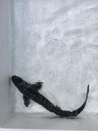 Great Prices on Sturgeon in Stock Now @ Chilton Aquatics