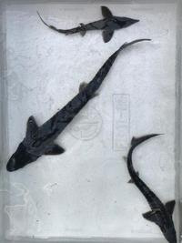 Great Prices on Sturgeon in Stock Now @ Chilton Aquatics
