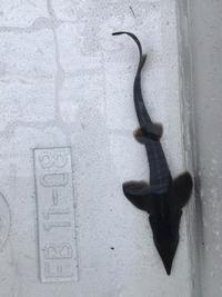 Great Prices on Sturgeon in Stock Now @ Chilton Aquatics