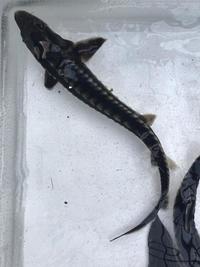 Great Prices on Sturgeon in Stock Now @ Chilton Aquatics