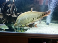 Large predatory fish
