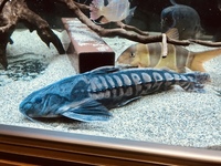 Large predatory fish