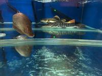 Large predatory fish