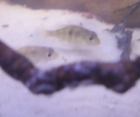 RESERVED-PENDING COLLECTION-0.5inch(2 cm) GEOPHAGUS SP.RED HEAD TAPAJOS x 20---£4 each or 2 for £7 or 5 for £17in Leeds