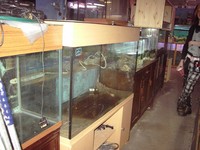 Large 10 mm glass Tanks for sale.