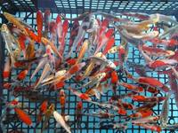 koi carp 3 to 4 inch £5 each or 5 for £20