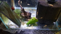 Lemon Blue-eyed Bristlenose £2 each or 3 for £5  Parents can be seen