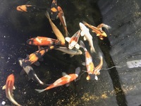 POND SECTION NOW OPEN AT CHILTON AQUATICS