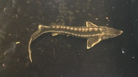 Great Prices on Sturgeon in Stock Now @ Chilton Aquatics