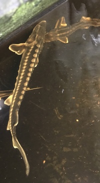 Great Prices on Sturgeon in Stock Now @ Chilton Aquatics
