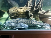 Large predatory fish