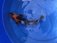 GENUINE HAND SELECTED JAPANESE KOI FOR SALE. GROWN BY US IN OUR OWN FACILITY.