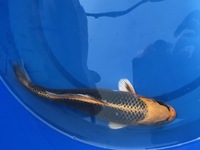 GENUINE HAND SELECTED JAPANESE KOI FOR SALE. GROWN BY US IN OUR OWN FACILITY.