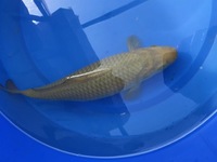 GENUINE HAND SELECTED JAPANESE KOI FOR SALE. GROWN BY US IN OUR OWN FACILITY.