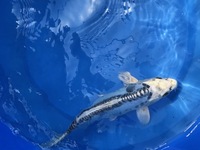 GENUINE HAND SELECTED JAPANESE KOI FOR SALE. GROWN BY US IN OUR OWN FACILITY.