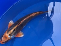 GENUINE HAND SELECTED JAPANESE KOI FOR SALE. GROWN BY US IN OUR OWN FACILITY.