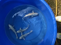 GENUINE HAND SELECTED JAPANESE KOI FOR SALE. GROWN BY US IN OUR OWN FACILITY.