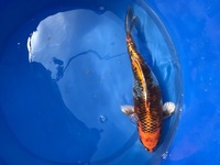 GENUINE HAND SELECTED JAPANESE KOI FOR SALE. GROWN BY US IN OUR OWN FACILITY.