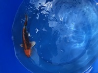 GENUINE HAND SELECTED JAPANESE KOI FOR SALE. GROWN BY US IN OUR OWN FACILITY.
