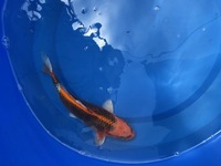 GENUINE HAND SELECTED JAPANESE KOI FOR SALE. GROWN BY US IN OUR OWN FACILITY.