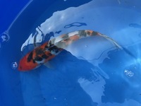 GENUINE HAND SELECTED JAPANESE KOI FOR SALE. GROWN BY US IN OUR OWN FACILITY.