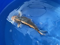 GENUINE HAND SELECTED JAPANESE KOI FOR SALE. GROWN BY US IN OUR OWN FACILITY.